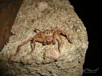 Fotografía de Araña