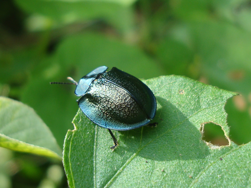 Fotografía de Insectos
