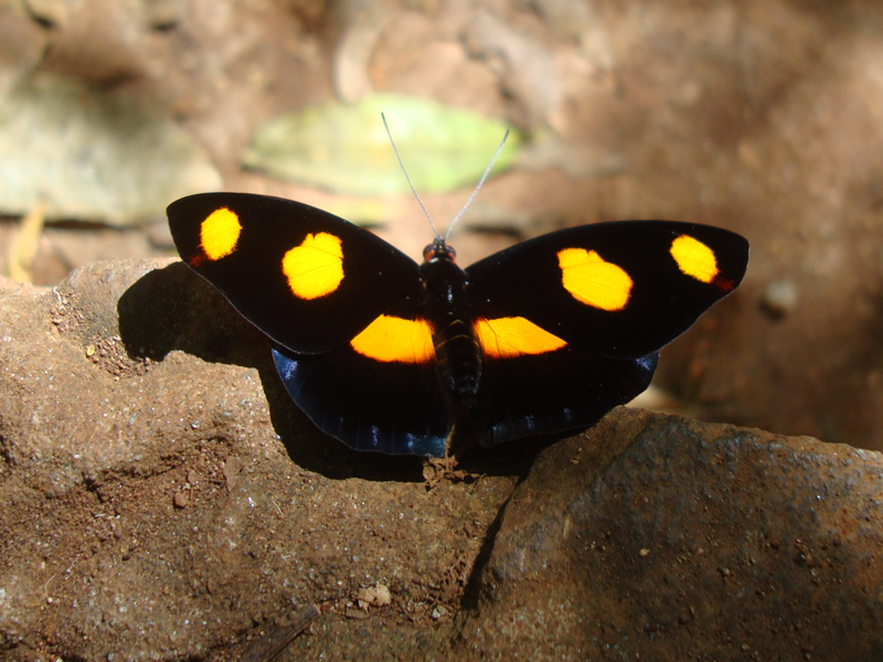 Fotografía de Mariposas